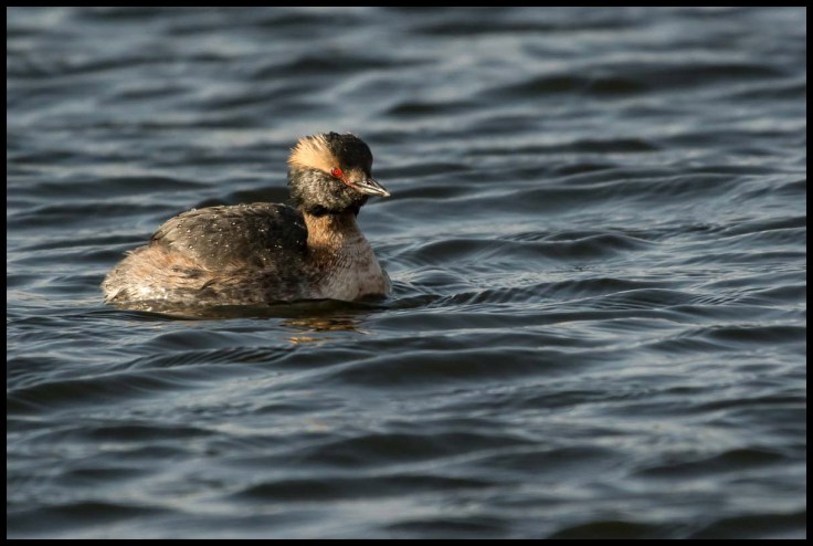 Horned Grebe at Sunrise