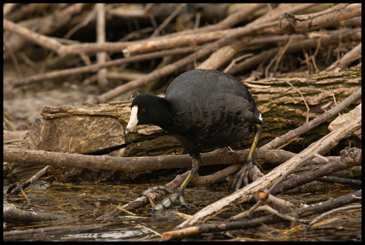 American Coot Crossing Dam.jpg