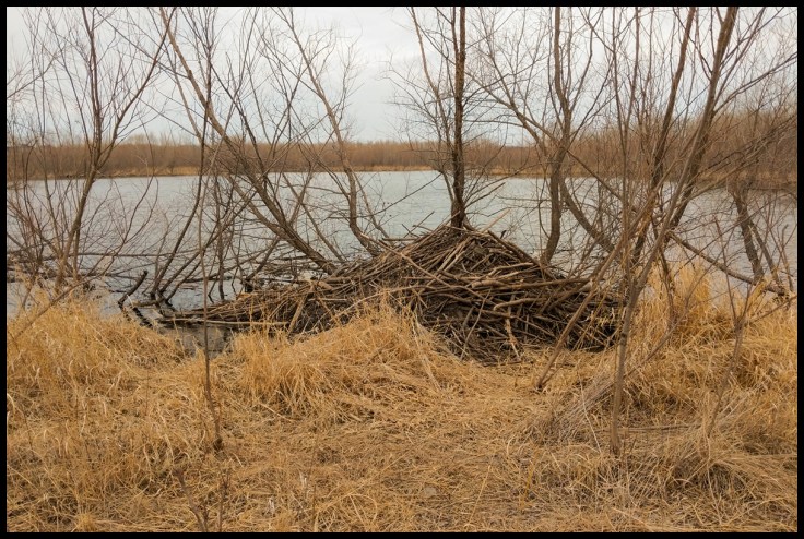 Beaver Lodge.jpg
