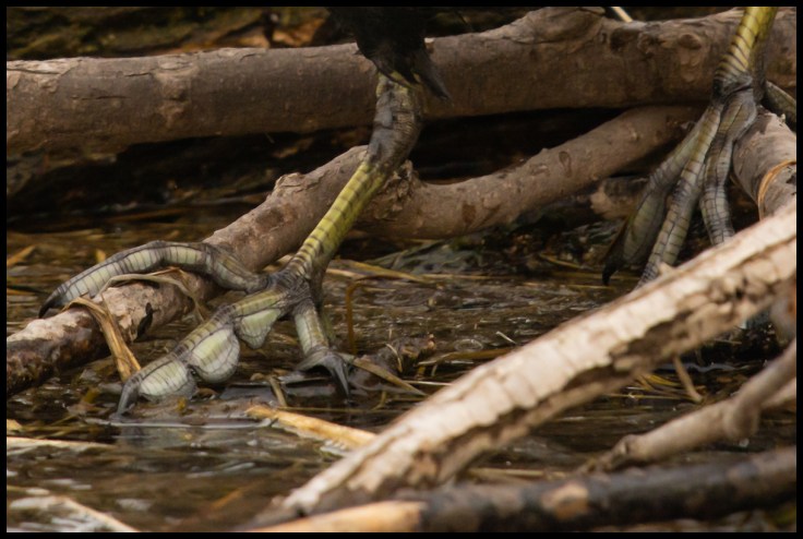 Crazy Coot Feet.jpg