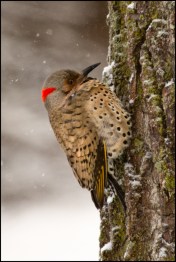 Flicker Fully Fluffed.jpg