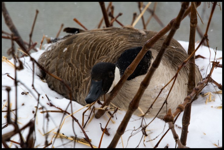 Goose on Nest.jpg