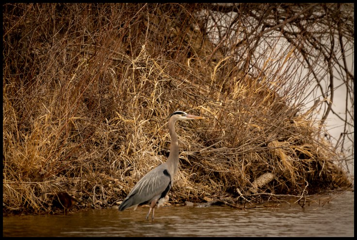 Great Blue Heron and Beaver.jpg