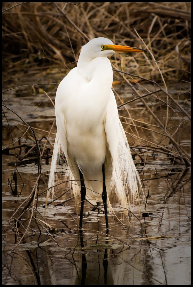 Great Egret In Breeding Plumage.jpg