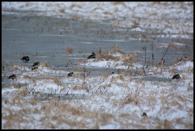 Killdeer Hiding from Wind