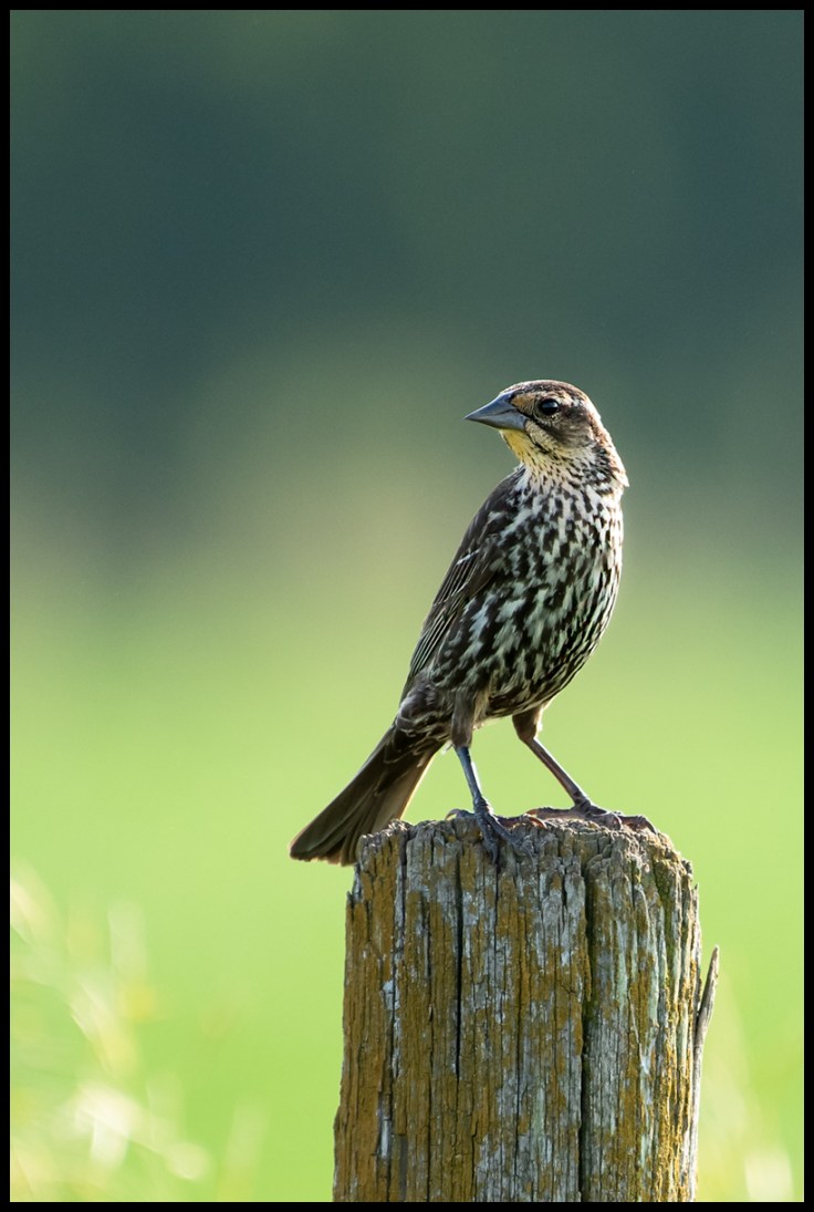 Female Red-winged Blackbird in Golden Hour