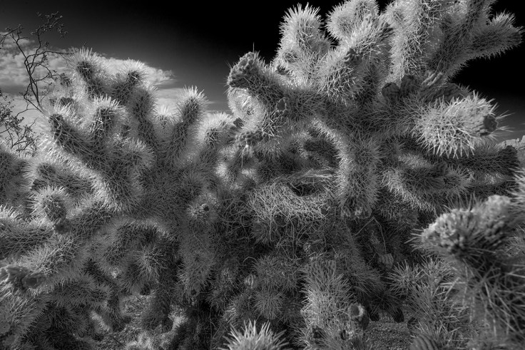 Bird Nest in Cholla Cactus.jpg