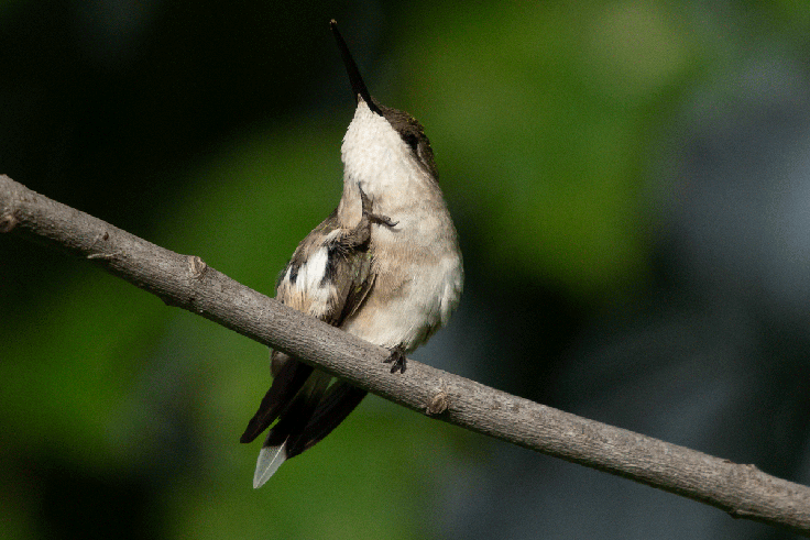 Little Bird Big Scratch