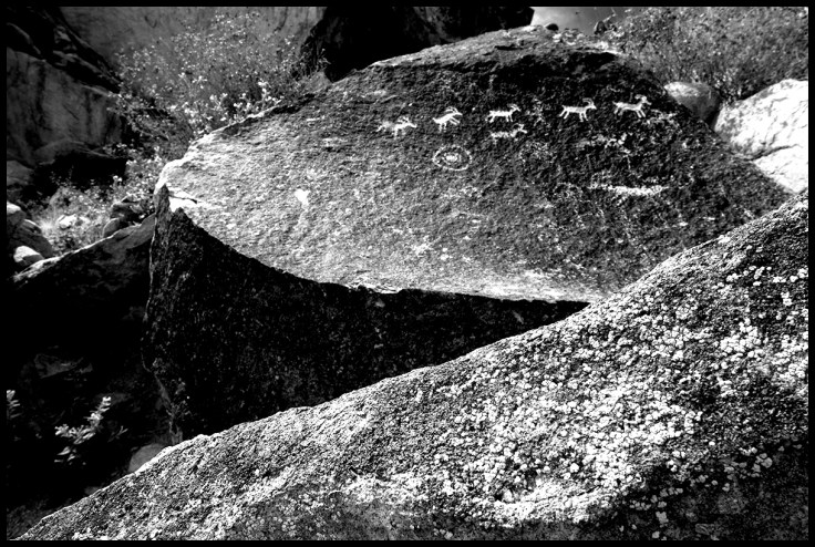 Big Horn Sheep Lichen In Foreground.jpg
