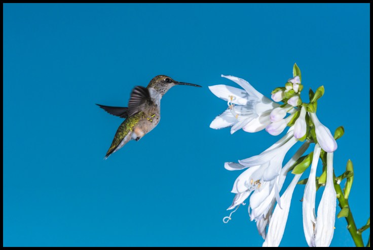 Hummingbird Approaching Hosta.jpg