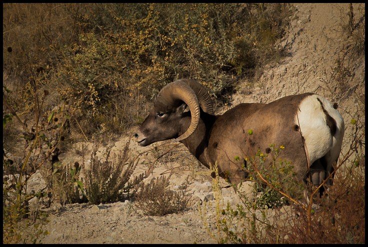 Big Horn Sheep in Badlands National Preserve