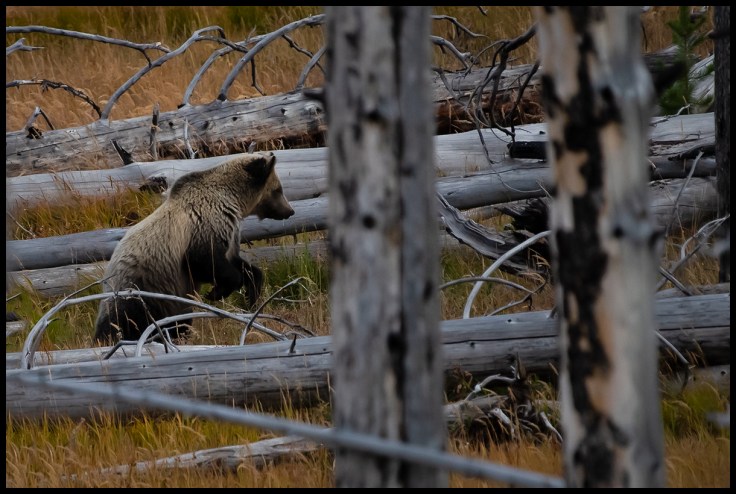 Grizzly bear hunting ground squirels in Yellowstone.